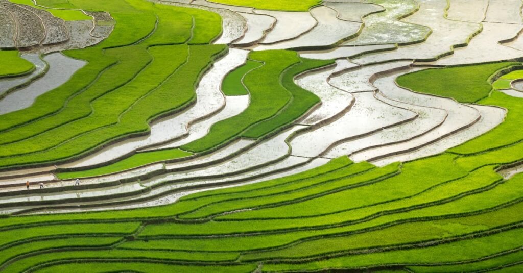 stunning aerial view of vibrant green rice terraces in a rural landscape